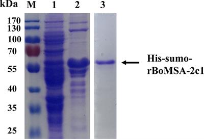 Erythrocyte Adhesion of Merozoite Surface Antigen 2c1 Expressed During Extracellular Stages of Babesia orientalis